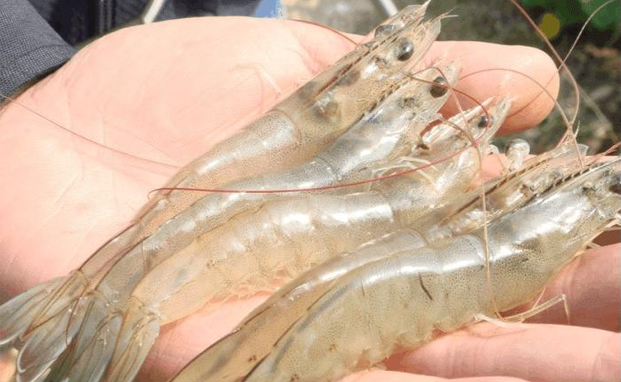 光彩南美对虾养殖